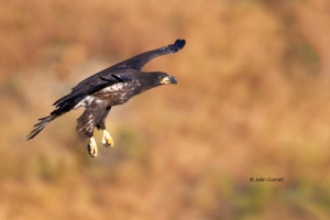 Bald-Eagle;Birds-of-Prey;Eagle;Flying-Bird;Haliaeetus-leucocephalus;Photography;